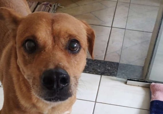 Viralizou: Cachorro destrói clínica veterinária em São Paulo