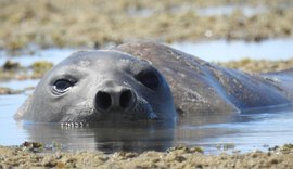 Caso Leôncio: necropsia aponta abate violento e caso é levado ao MPF