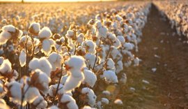 Após 35 anos é retomado o cultivo de algodão em Alagoas