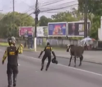 Vaca sente medo e começa a transitar na Av. Durval de Góes Monteiro