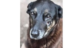 Caso Orelha: o que já se sabe sobre a morte do cão em Santa Catarina