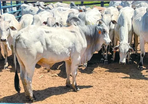 Encorte discute o futuro da pecuária de corte