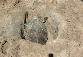 Tartaruga-cabeçuda é encontrada morta na Praia de Ponta Verde