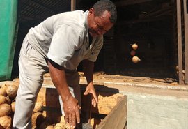 Pindorama investe em produção sustentável no beneficiamento do coco