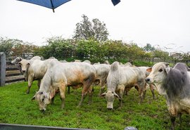 Agro Feira IBC inova no agronegócio alagoano com reflexo na pecuária nacional