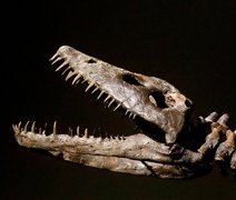 Vômito fossilizado revela segredo da digestão dos plesiossauros