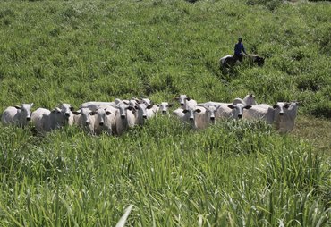 Leilão Varrela oferta genética Nelore neste sábado com 39 lotes