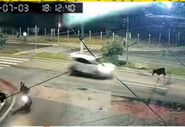 Vídeo: cavalo é atingido por carro e arremessado na Avenida Josefa de Melo