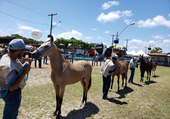 72ª Expoagro Alagoas terá programação especial para o Mangalarga Marchador