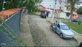 Vídeo: pitbull é morto a facadas após atacar cachorro de pequeno porte no Rio Janeiro