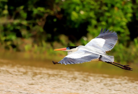 Turismo de observação de pássaros atrai visitantes ao Cerrado brasileiro