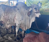 Lotes do Mais Leite reservam genética de cabeceira do gado leiteiro