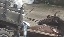 Cavalo morre eletrocutado após queda de fios em Maceió
