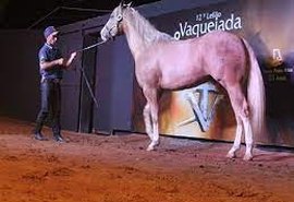 Remate virtual: Leilão Vaquejada e Trabalho acontece nesta sexta-feira (23)