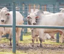 Agro Feira IBC supera as expectativas com participação de público e de negócios