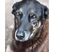 Caso Orelha: o que já se sabe sobre a morte do cão em Santa Catarina