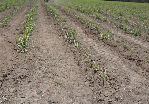 Crise econômica ameaça plantio de inverno da cana em Alagoas