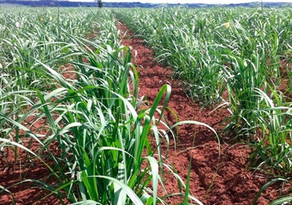 Manejo da cana com inteligência artificial é destaque no Congresso Nacional de Bioenergia