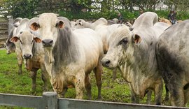 Agro Feira IBC será momento para investir na pecuária de corte