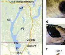Cientistas descobrem câncer transmissível em peixes pela primeira vez