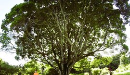 Circuito promove imersão artística em meio à natureza em Maceió