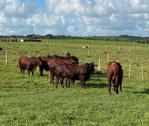 Santa Gertrudis é opção para cruzamento industrial no Nordeste