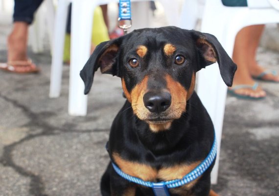 Cães e gatos são castrados em mais uma ação do Programa Castra Pet