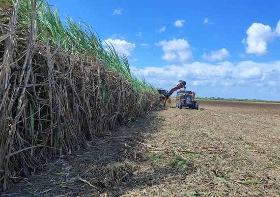 Usinas já moeram 17,7 milhões de toneladas cana em Alagoas