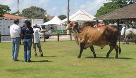 9ª Expoalagoas Genética se prepara para receber mais de mil animais no Parque da Pecuária