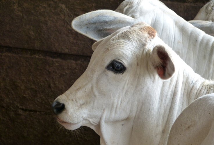 Com foco na brucelose, Mapa promove o Mês da Saúde Animal