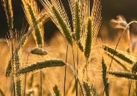 Culturas favoráveis ao inverno prometem grande produtividade