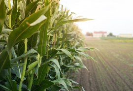 Agropecuária foi o setor que mais cresceu em AL em 2019, aponta PIB divulgado pela Seplag