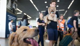 Governo Federal lança Plano de Transporte Aéreo de Animais