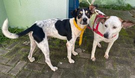 Gabinete da Causa Animal faz alerta sobre a incidência de casos de leptospirose