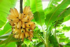 Sigatoka: Adeal fará inspeção em municípios produtores de banana