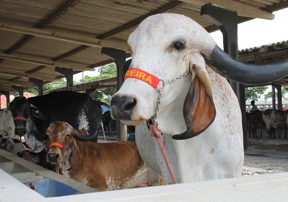 Leilão Mais Leite traz a evolução do gir e do girolando