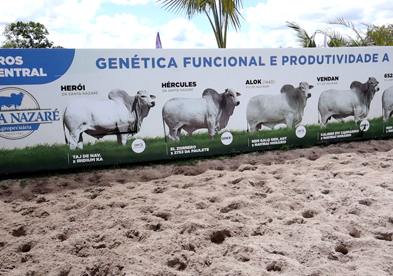 Leilão de Excelência Santa Nazaré promete movimentar o mercado de genética bovina em Alagoas