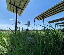 Projeto inédito gera energia solar em canavial