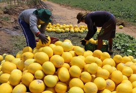 Na Faeal, seminário de fruticultura traz as novidades do segmento