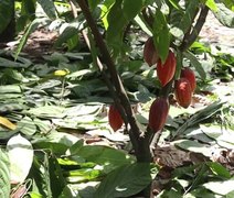Poda estratégica do cacau impulsiona produtividade e sustentabilidade na Zona da Mata alagoana