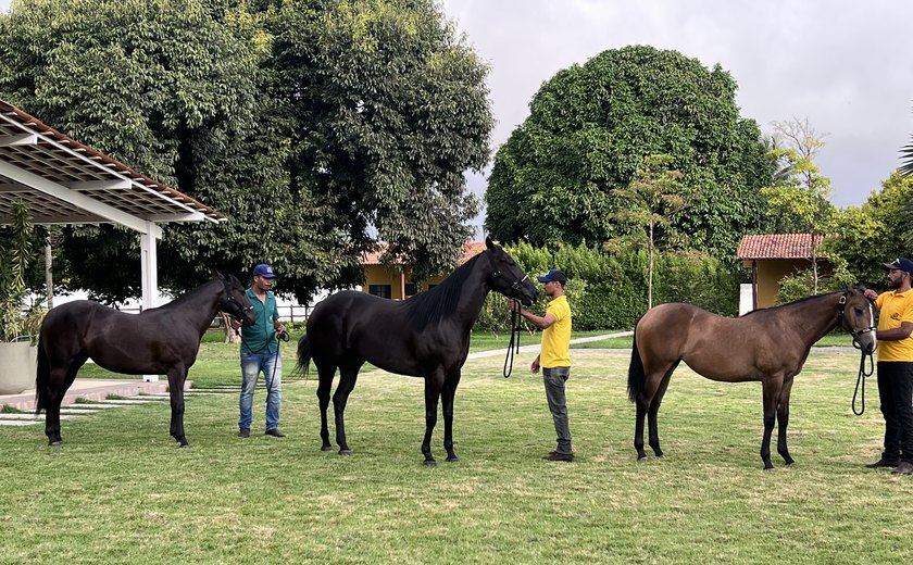 Nascido de aposta nos cavalos, histórico e sem títulos: conheça o