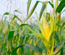 Cigarrinha-do-milho gera prejuízo de US$ 25,8 bilhões à produção brasileira