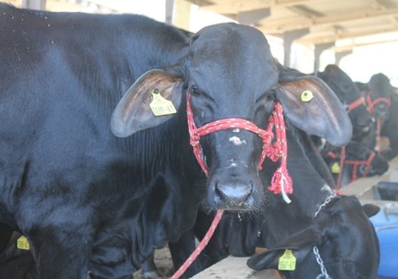 Expoalagoas Genética começa nesta segunda (13)
