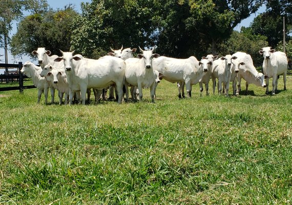 Leilão Nelore Positivo é destaque em qualidade e inovação na raça bovina