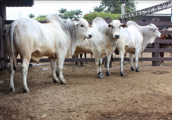 Leilão Nelore Barros Correia terá 140 animais no remate