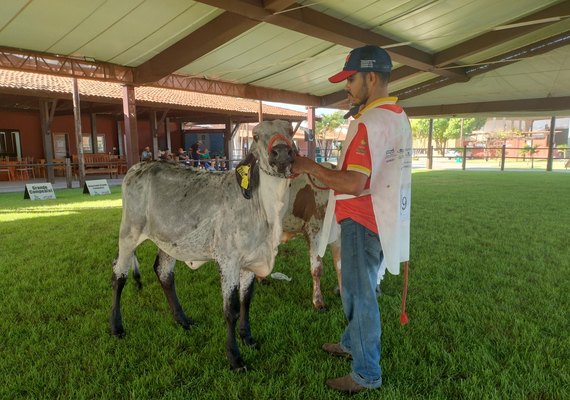 Girolando em destaque: julgamento movimenta a 12ª Expoalagoas Genética em Maceió