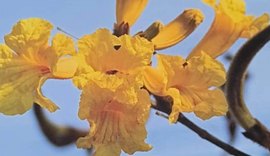 Pesquisadores da Uneal identificam espécies de flores da avenida Ceci Cunha em Arapiraca