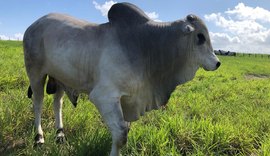 Santa Nazaré e Varrela apresentam seleção genética para qualidade da carne