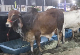 Cooperativa alagoana aposta em inovação e amplia mercado da carne no Nordeste