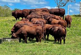 Leilão Fazenda Mangabeira oferta santa gertrudis de referência